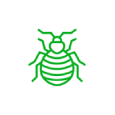 Bedbug Solutions